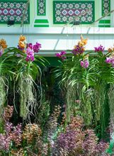 Vanda orhideja