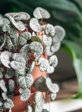 Ceropegia woodii