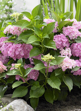 Hortenzije