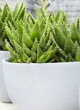 Aloe Vera - 2