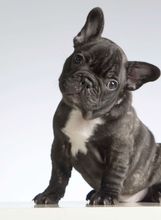 Francuski buldog