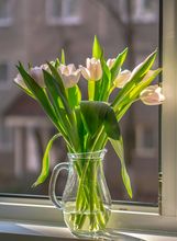 Tulipani