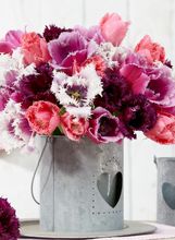 Resasti tulipani su predivan prizor