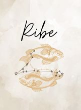Ribe