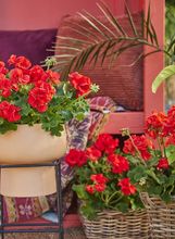 Pelargonije mogu izdržati intenzivna sunčana razdoblja i ekstremne vrućine - 6