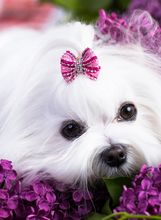 Maltezer