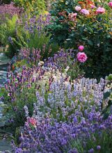 Lavanda