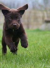 Štene labradora retrivera