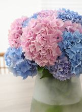 Hortenzije