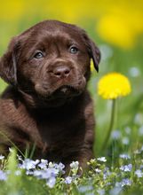 Štene labrador retrivera