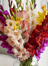 Gladiole u vazi