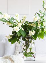 Jasmin