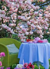 Magnolija