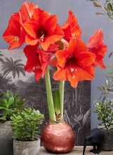 Amarilis