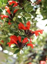 Ešinant ili na engleskom lipstick plant