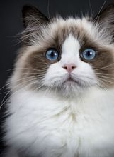 Mačka Ragdoll