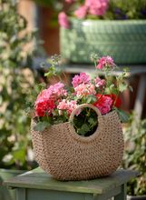Pelargonija