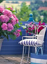 Hortenzije na balkonu