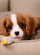 Cavalier King Charles španijel