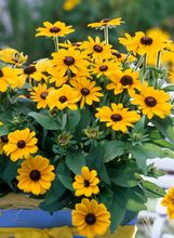 Rudbekija