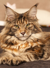 Maine coon