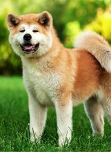Akita