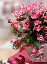 Božićni kaktus omiljeni je ukras doma u blagdanskom periodu