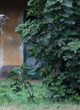 Mlada dvogrba deva Zsofia nova je stanovnica zagrebačkog zoološkog vrta - 4