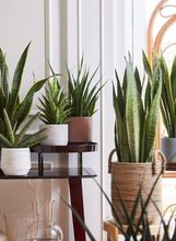 Sansevieria