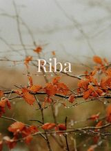 Ribe