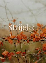 Strijelac