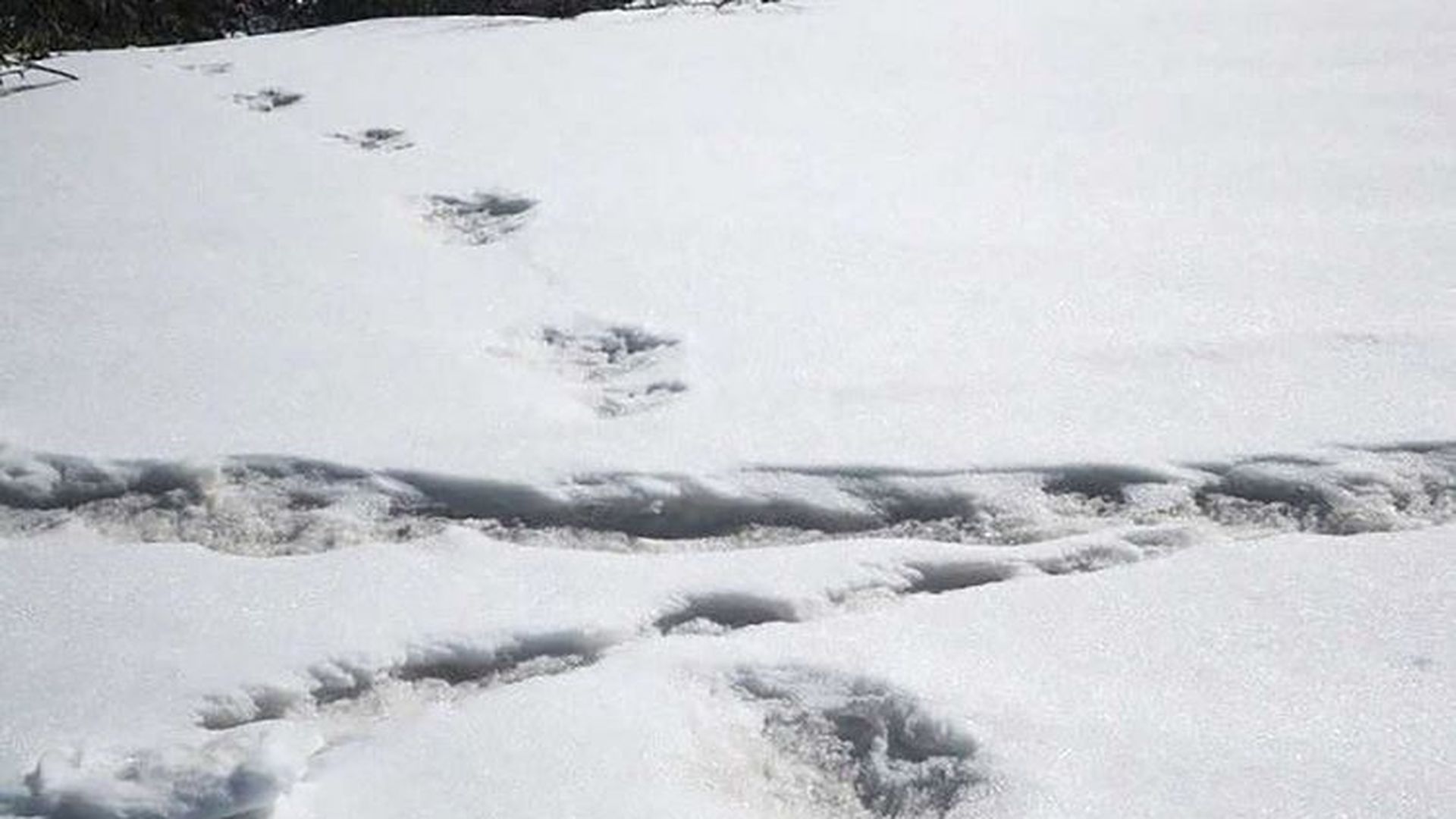 Охотники всматривались в след этого удивительного. Следы снежного человека картинки. Следы снежного человека в горах Кыргызстана. Впервые следы Йети в Гималаях.