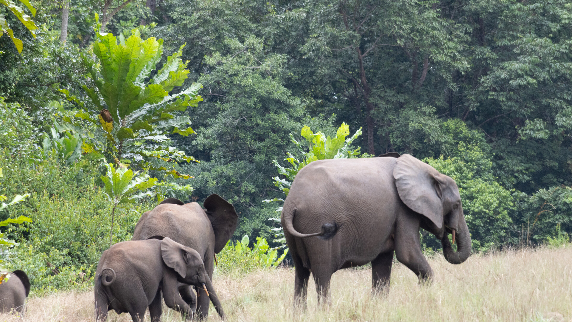 Američkog milijunaša usmrtilo krdo slonova