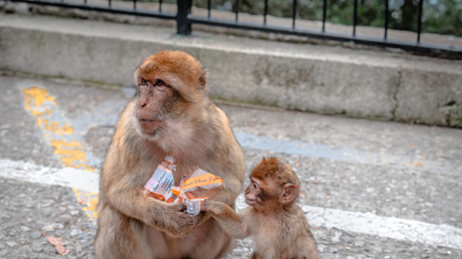Majmuni otkrili prirodni lijek protiv želučanih tegoba