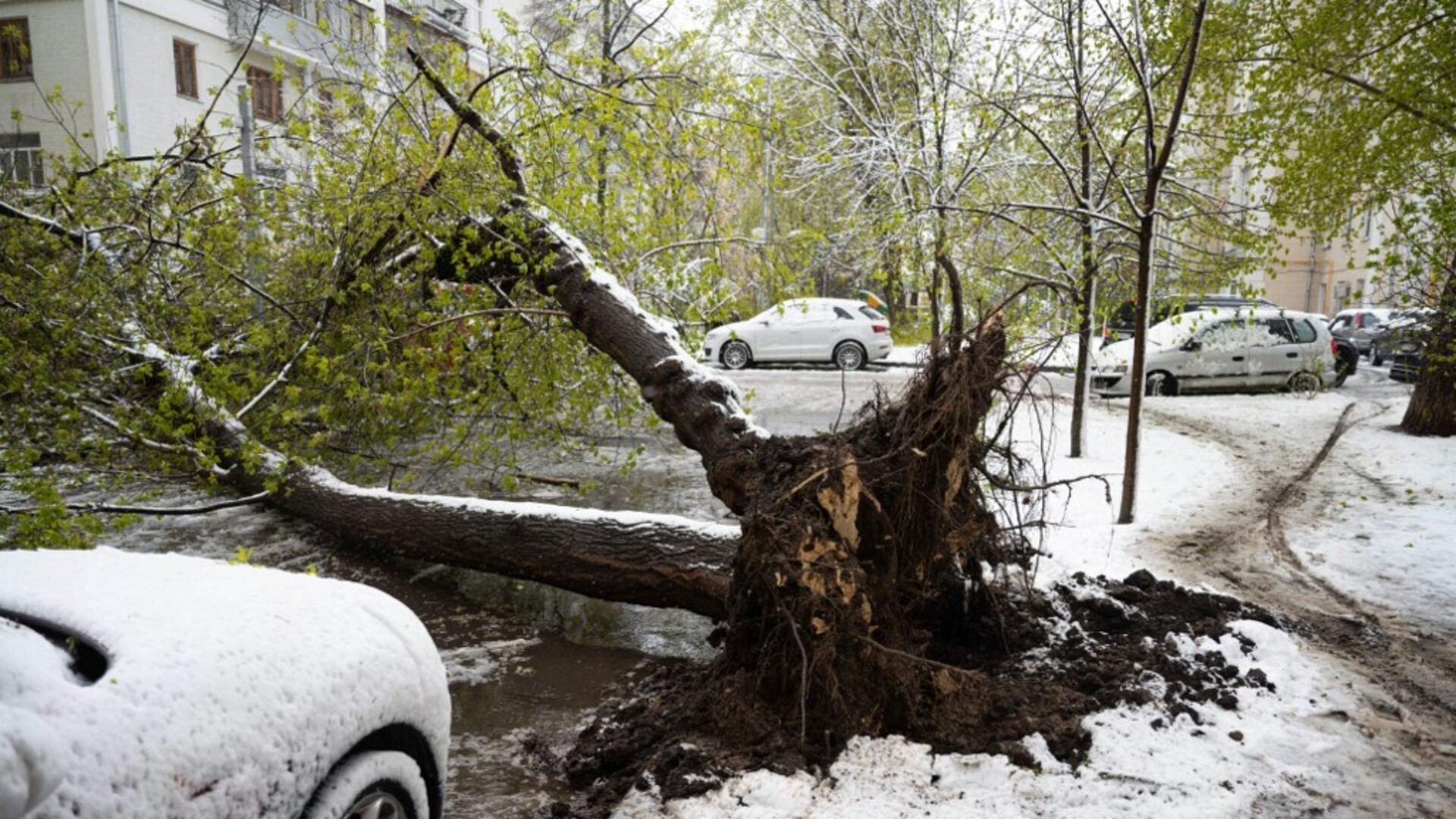 Dramatično jutro u Rusiji: Snijeg čupa drveće iz korijena, a vlasti upozoravaju da najgore tek dolazi
