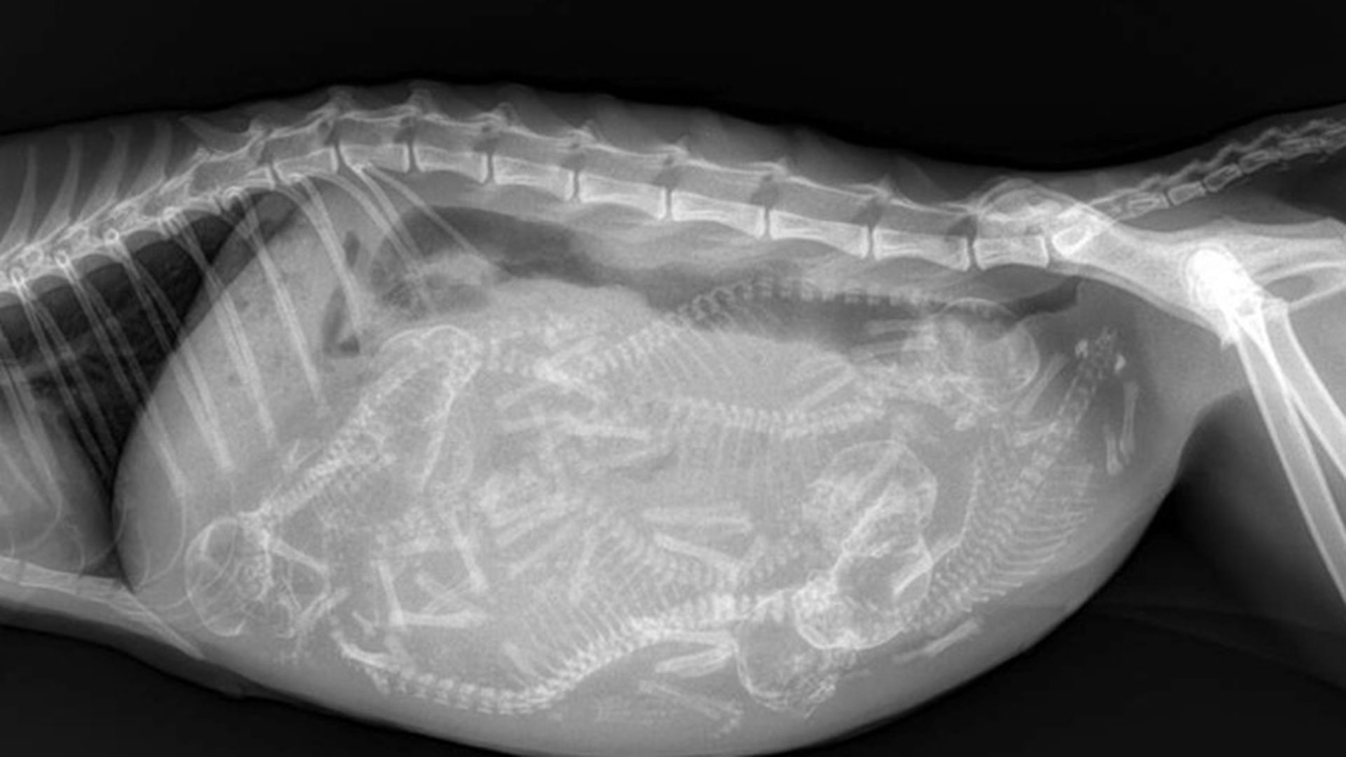 Рентген беременной кошки