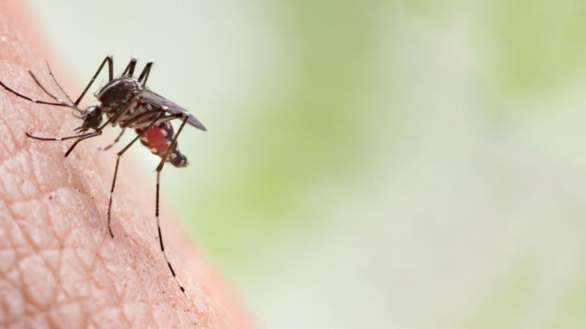 Invazija muha, komaraca i ostalih krvopija pogodila cijelu Hrvatsku