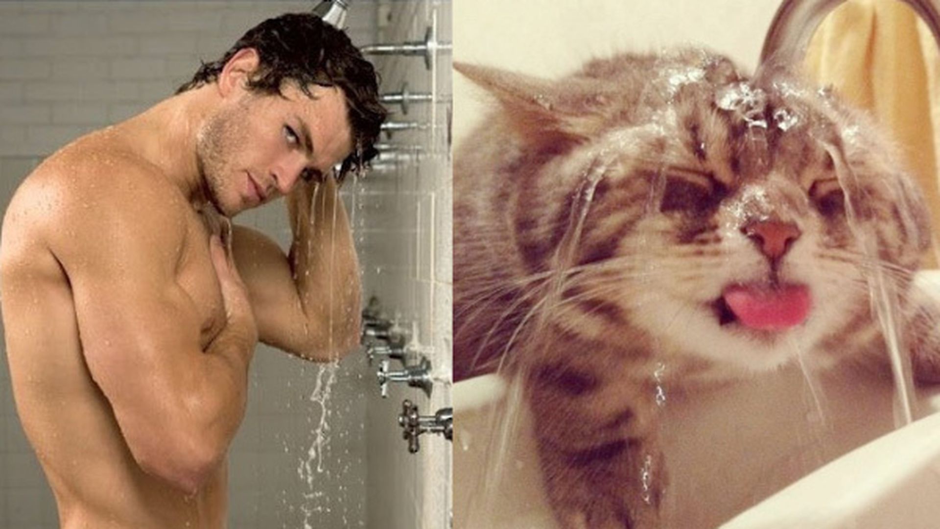 Мужчина моется видео. Мужчина моется. Кот в душе. Котик в душе. Кот в ванне.