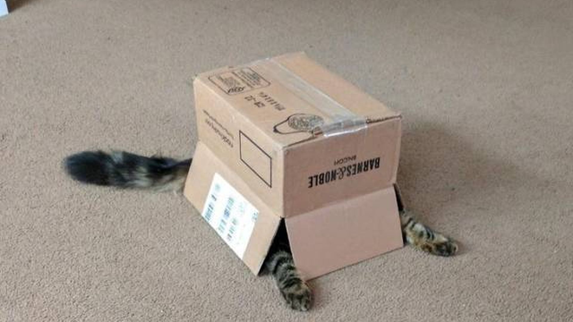 Кот под коробкой
