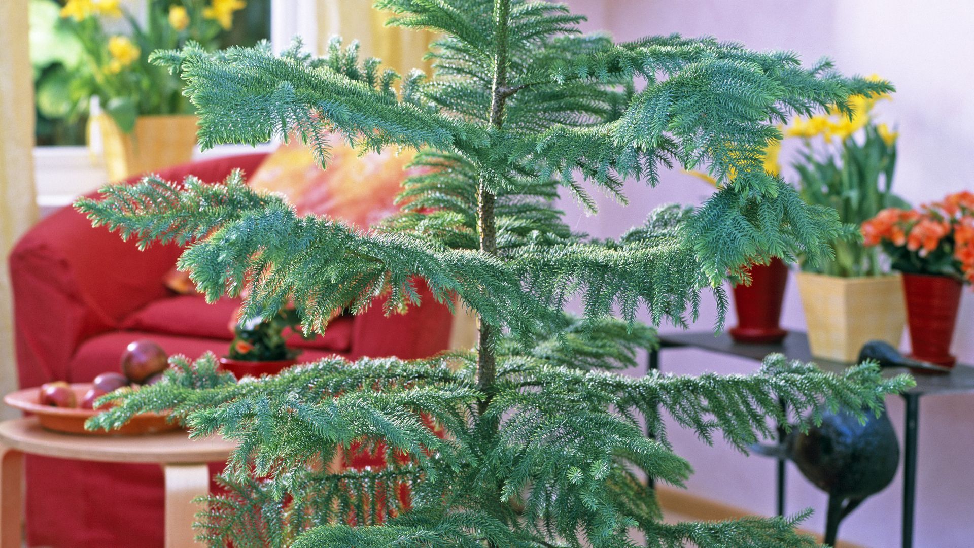 Norfolk bor: Tropska biljka koja izgleda poput male verzije božićne jelke