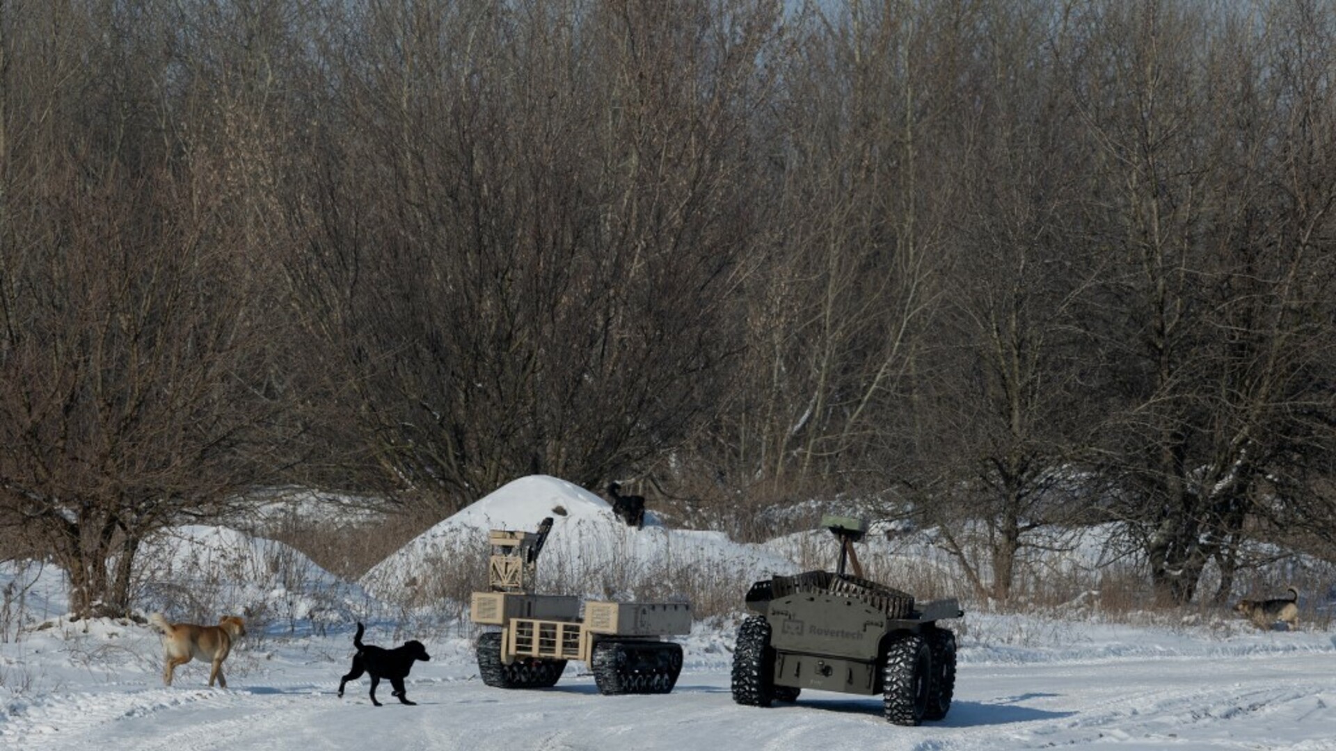 Šokantno otkriće! Psi u Ukrajini više nisu isti: Najviše iznenađuje jedna stvar