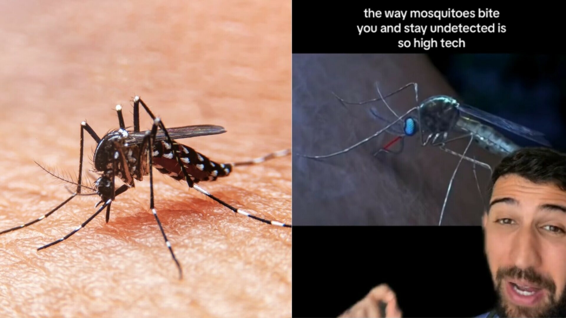 Doktor otkrio tajne o komarcima! Saznajte zašto ne osjetimo njihov ubod