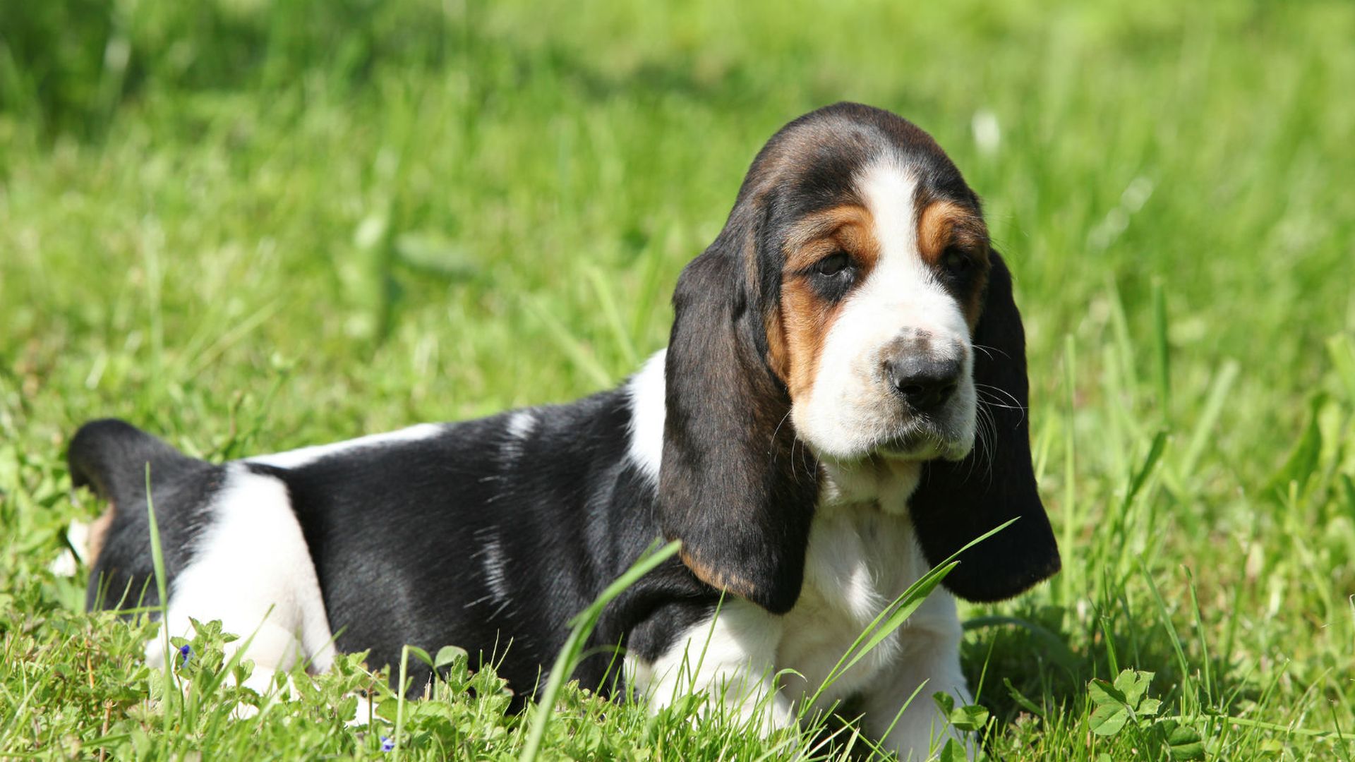 Нормандский бассет. Бретонский бассет хаунд. Бассет хаунд гончая. Щенки бигля. Фото бассет на белом фоне.