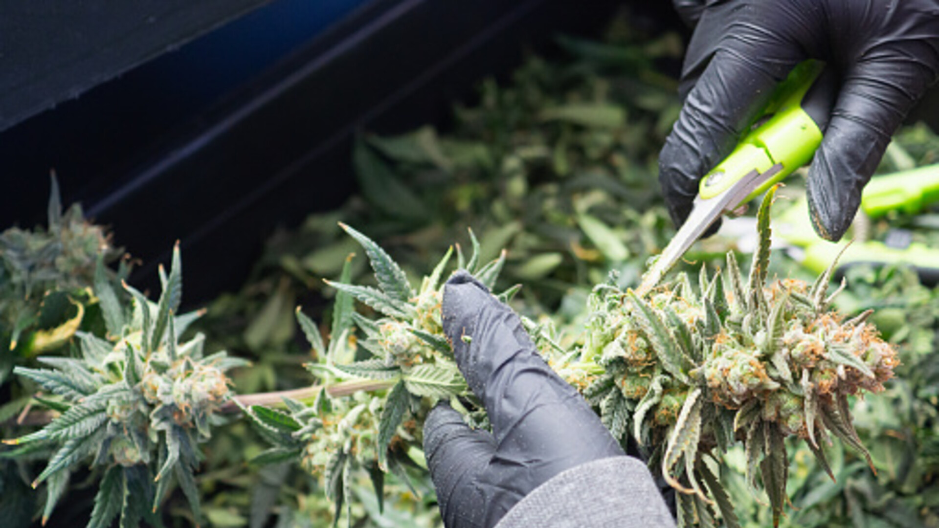 Žena na plantaži u Zagorju uzgajala marihuanu