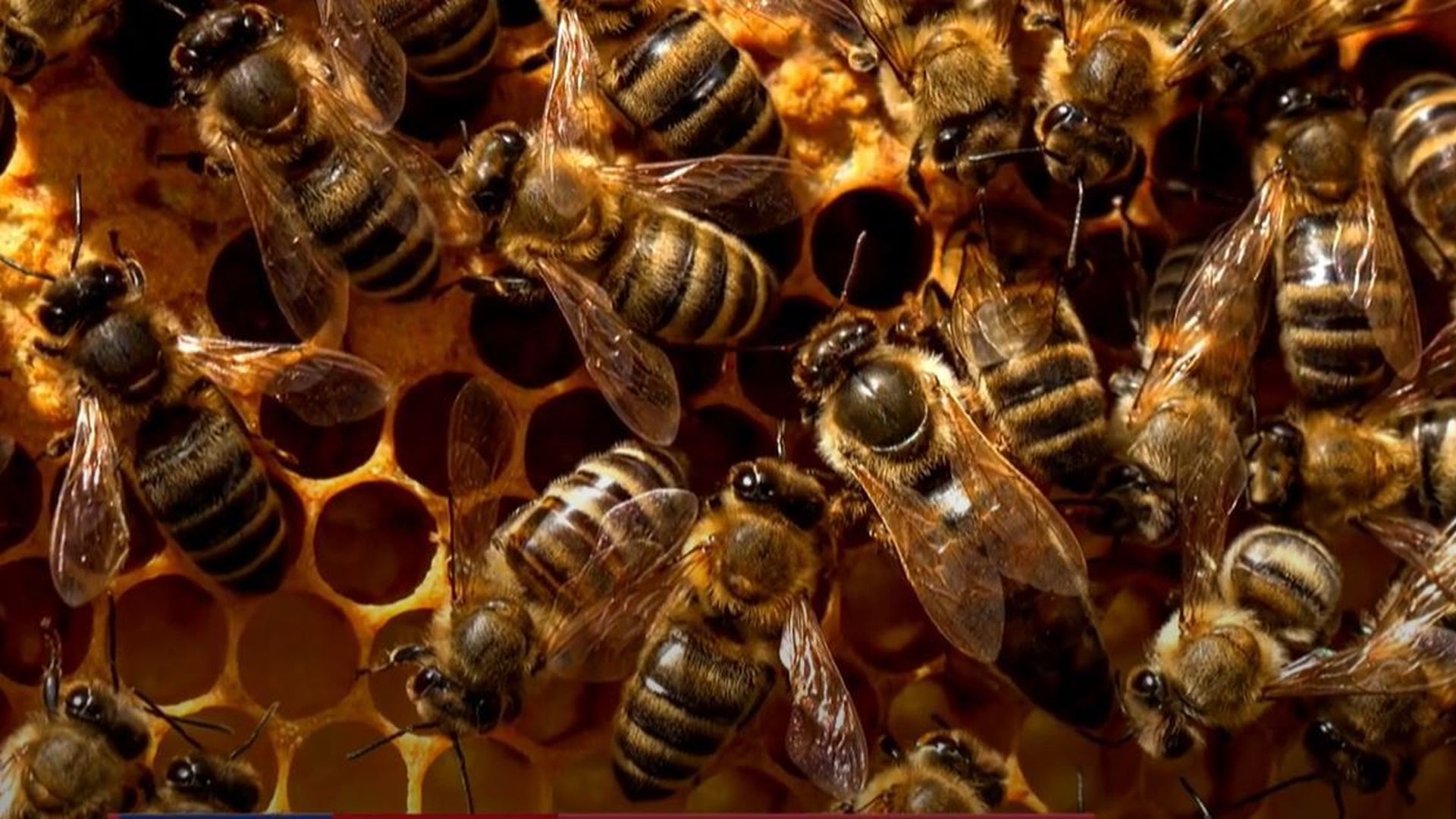 Исследование пчел в лаборатории. Пчелопакеты Бакфаст. Пчелопакеты.