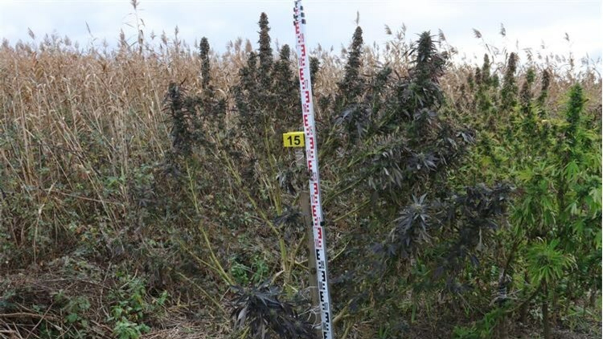 FOTO Policija u polju pronašla stabljike marihuane