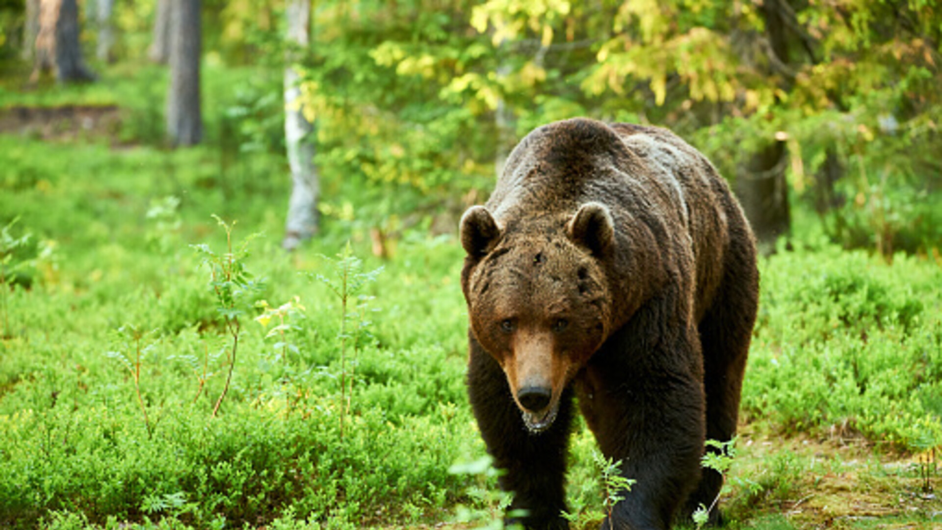 Lovca na planini Konjuh napao medvjed! "Osjetio sam kako me hvata za glavu i grize nogu. Noktima mi je razderao leđa"