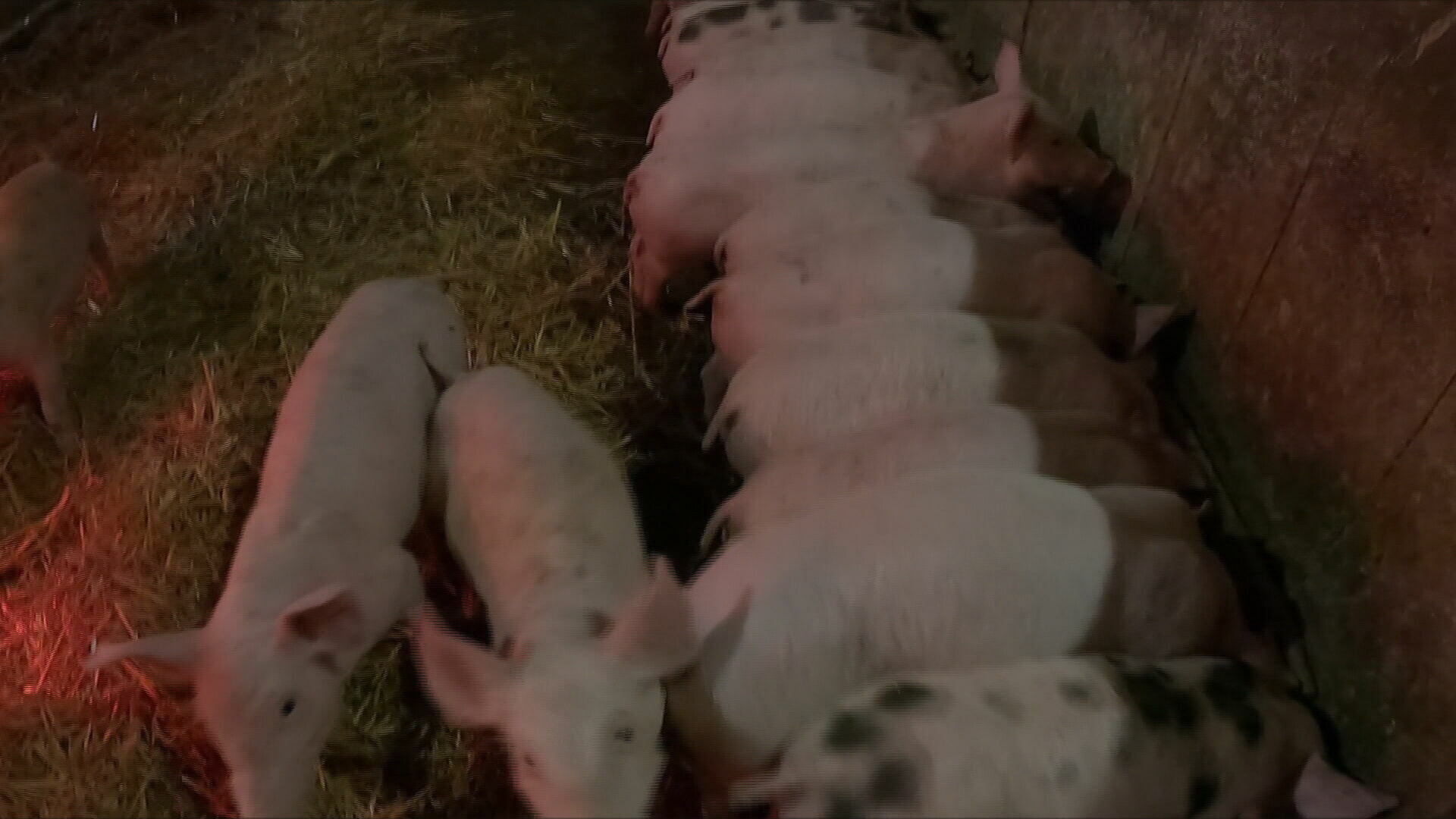 Poboljšava se situacija, ukidaju se pojedine zone zaštite: Iz Ministarstva upozorili svinjogojce