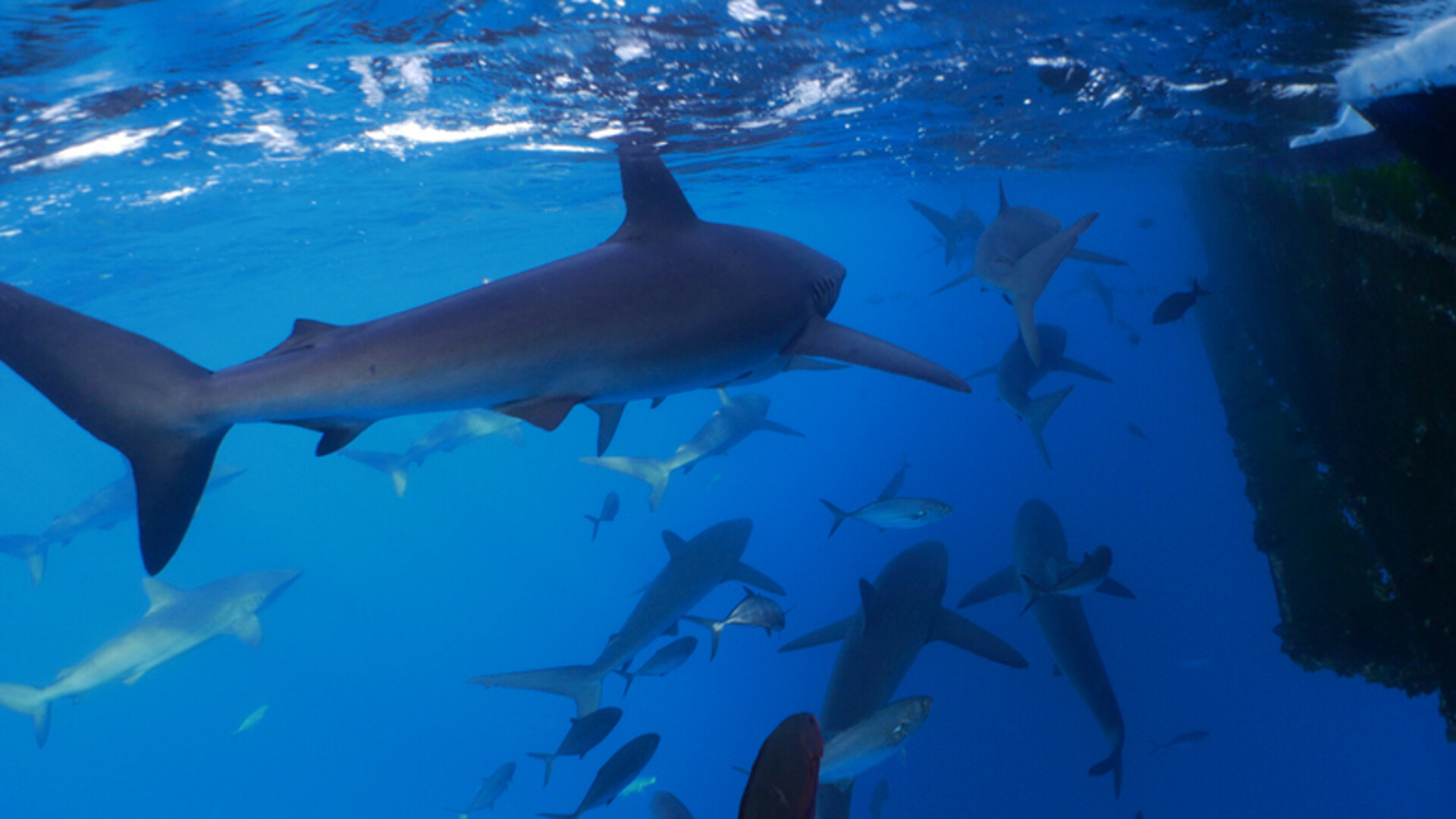 Ronilac preživio napad morskog psa: "Imao sam manje od minute. Samo sam tražio svjetlo"