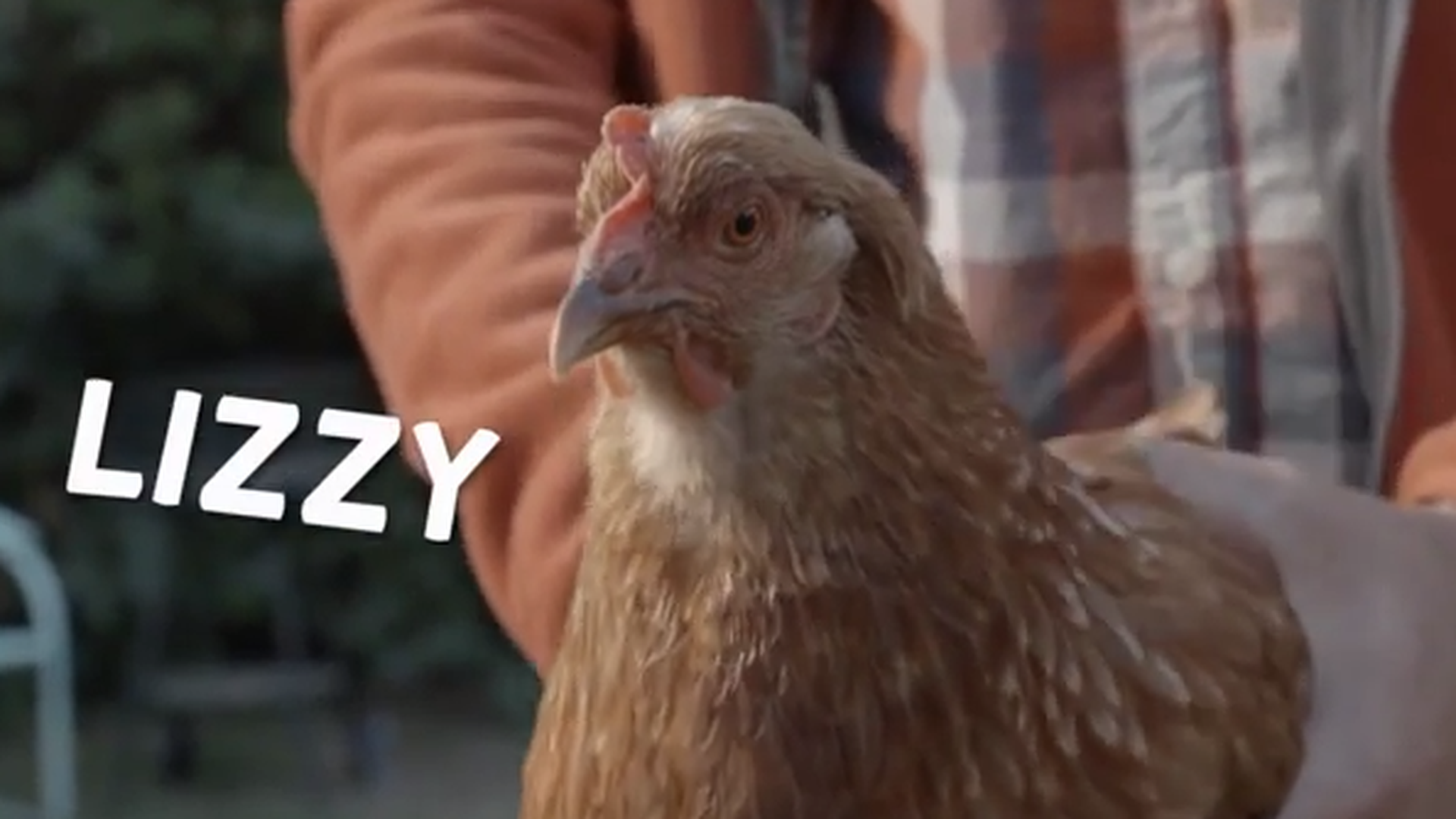 Реклама мерседес с курицей. Курица стабилизатор gif. Курица гифка.